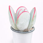 fcc46267-31c3-452f-a428-706149708d1a