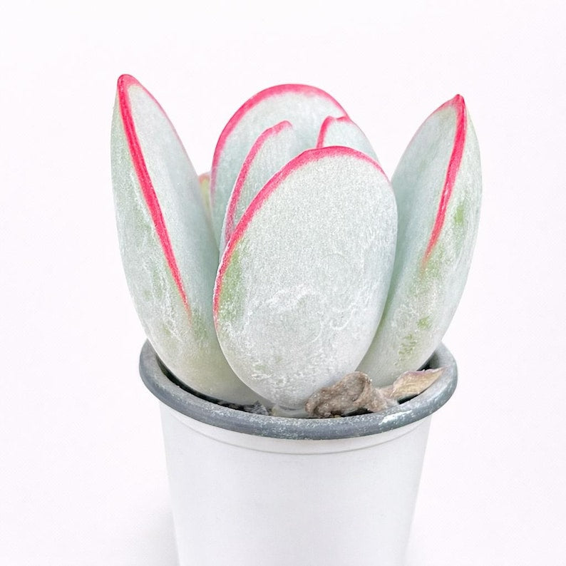 fcc46267-31c3-452f-a428-706149708d1a