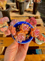 347ae4e0-04ae-4140-bed7-f0fc768c60a2