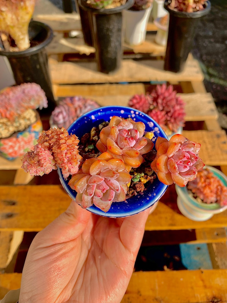 347ae4e0-04ae-4140-bed7-f0fc768c60a2