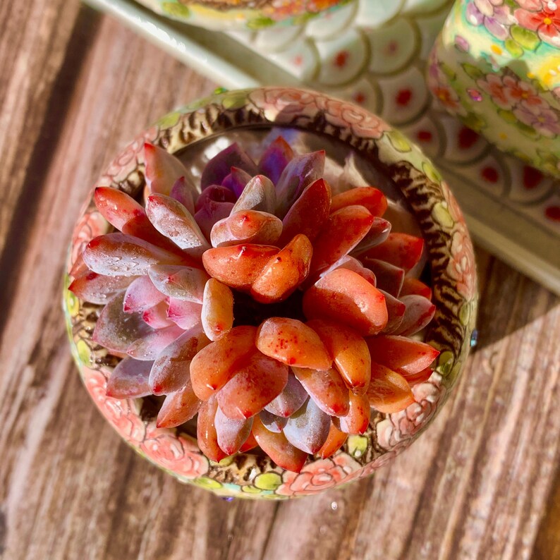 51cf1455-2b7d-4ff3-b606-8235f9113976