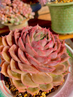 50f30400-6011-4622-adb7-6eada550a9a3