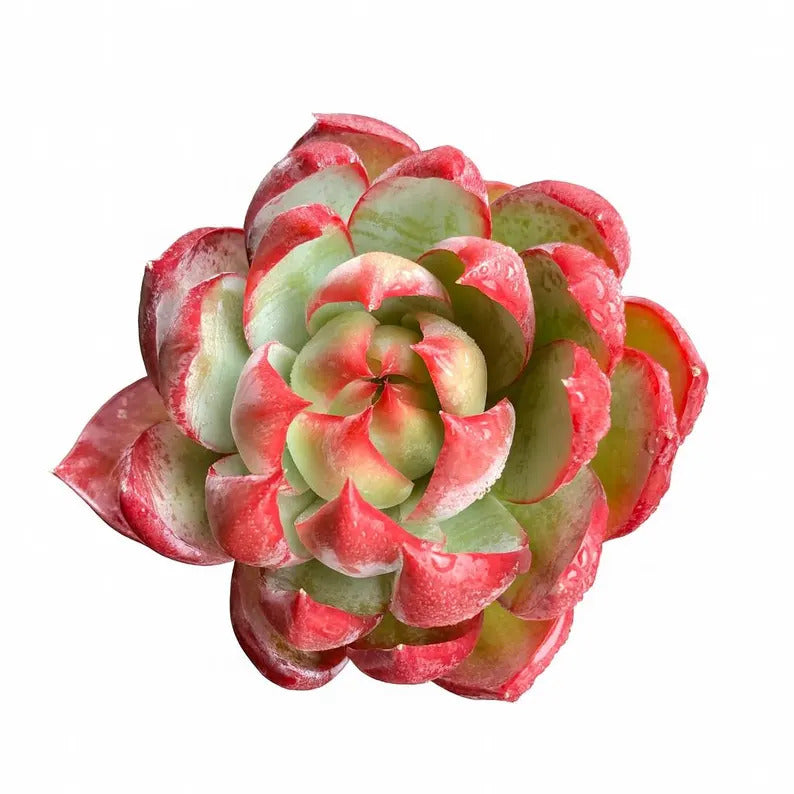 6aeb4f93-4ff5-426d-b55f-ec33d06334f3