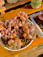 133cdf38-a6cc-4400-b86f-d51e027459c1