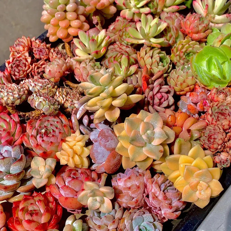 116a0918-0311-405d-a5ff-a19b50aef11a