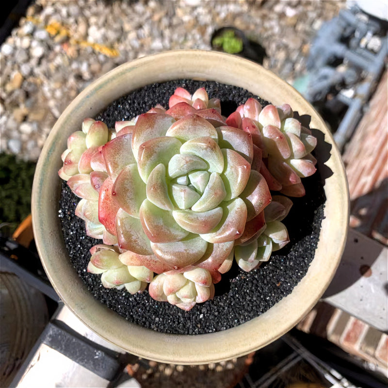 One and Only – The One Bloom