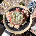 9625763d-215b-49d7-9981-c5968e5b8c7d