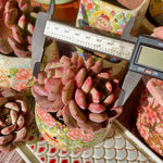 d83e62ca-64bb-4d4b-88af-3add3798e756