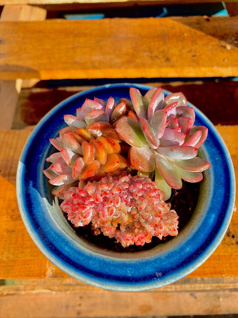 ccae4bd5-57eb-49c8-829f-b5757654089c