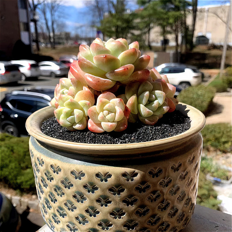 echeveria サイズ1 One and Only – The One Bloom