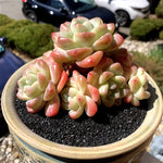 c8bd1057-45dc-4f04-a7b2-db1a2e4dd513