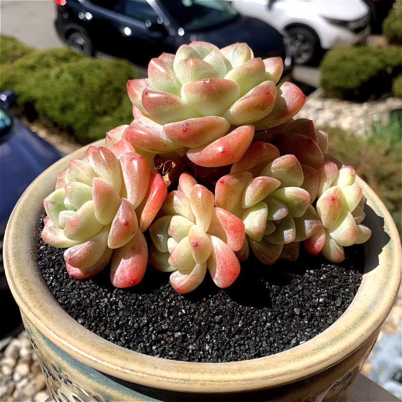 c8bd1057-45dc-4f04-a7b2-db1a2e4dd513