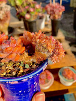 e2b00ec2-0adf-4c49-8fe7-f03c5d420e9a