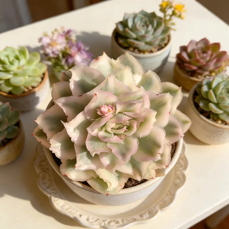 1b103f84-a237-47bf-8ce3-8e470fbe1e6c