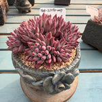 38f3036a-a937-4766-bb47-80262f88bdb1