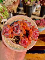 10a20c38-1e54-4409-8302-12b48c1f2746