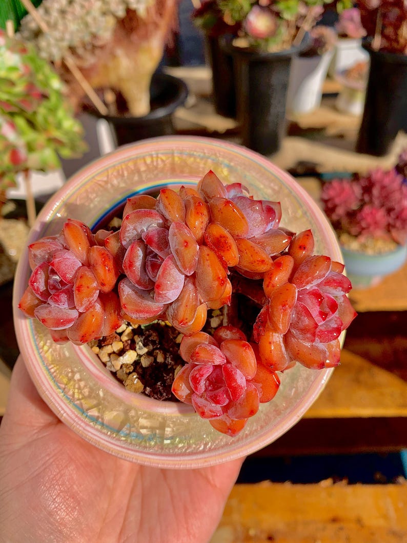 10a20c38-1e54-4409-8302-12b48c1f2746