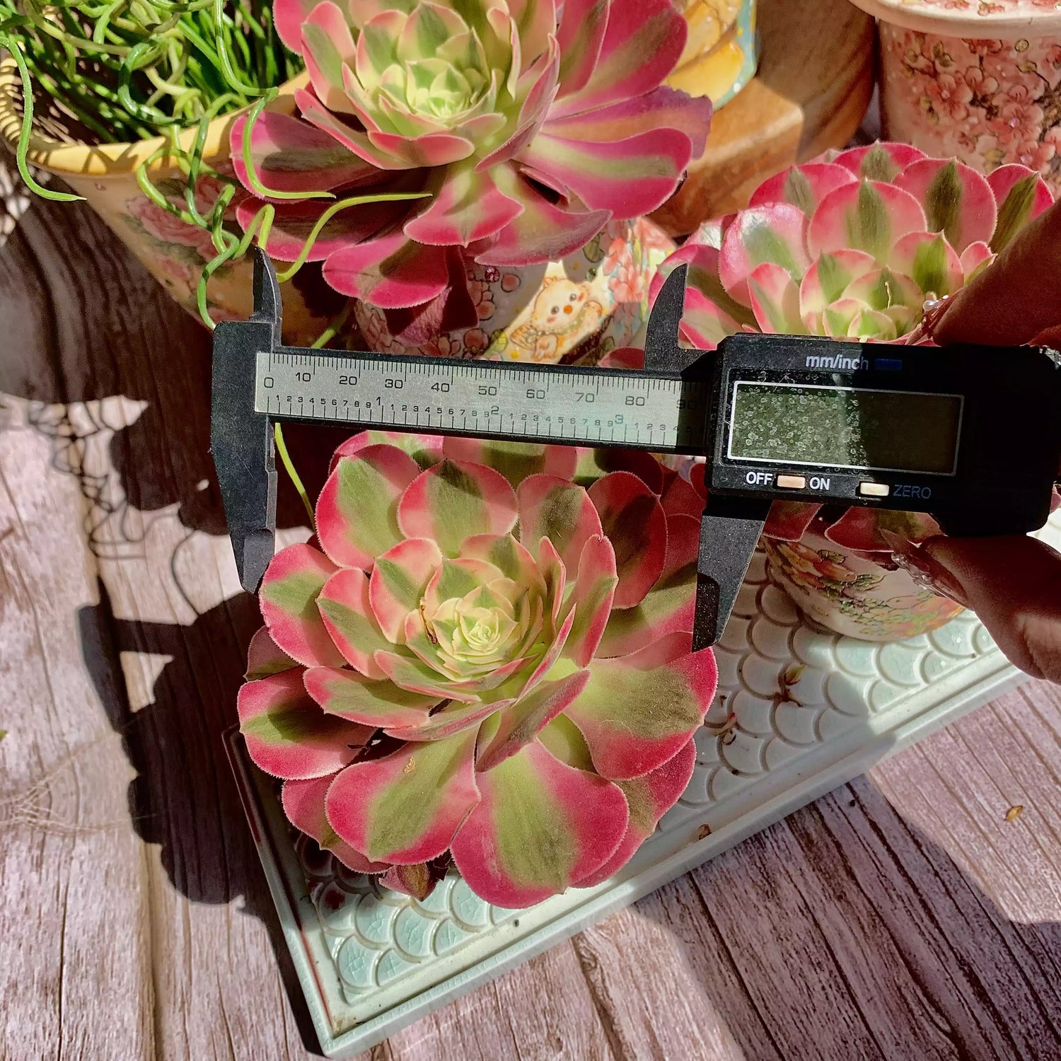Aeonium Pink Witch