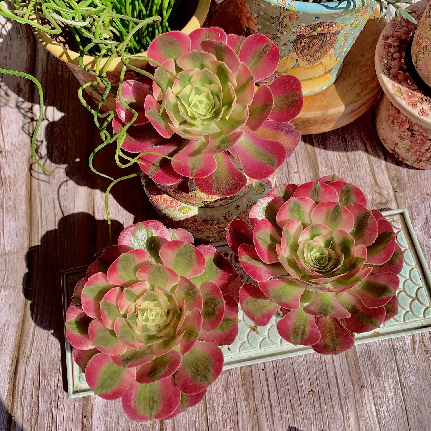 Aeonium Pink Witch