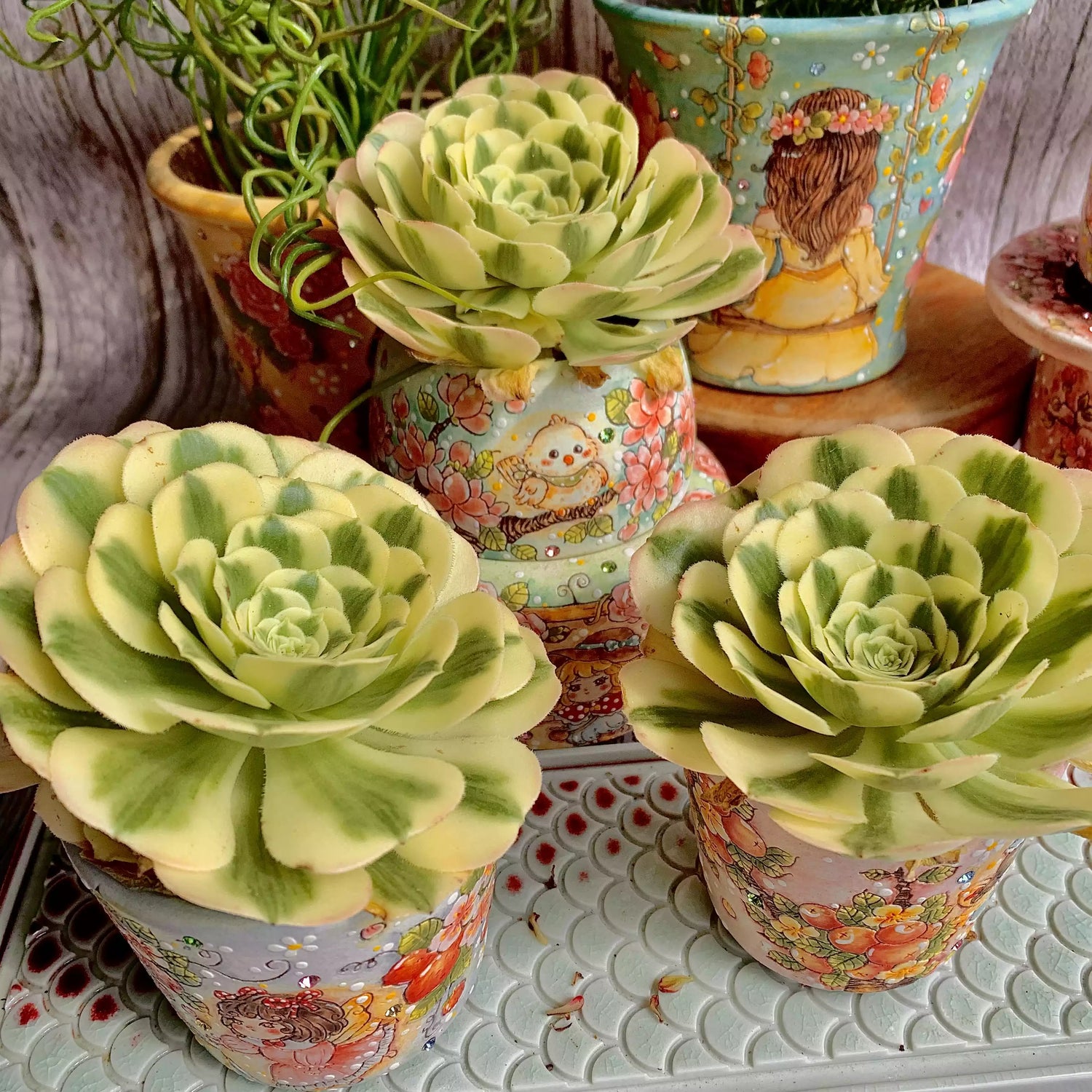Aeonium 'MAIBAHE'
