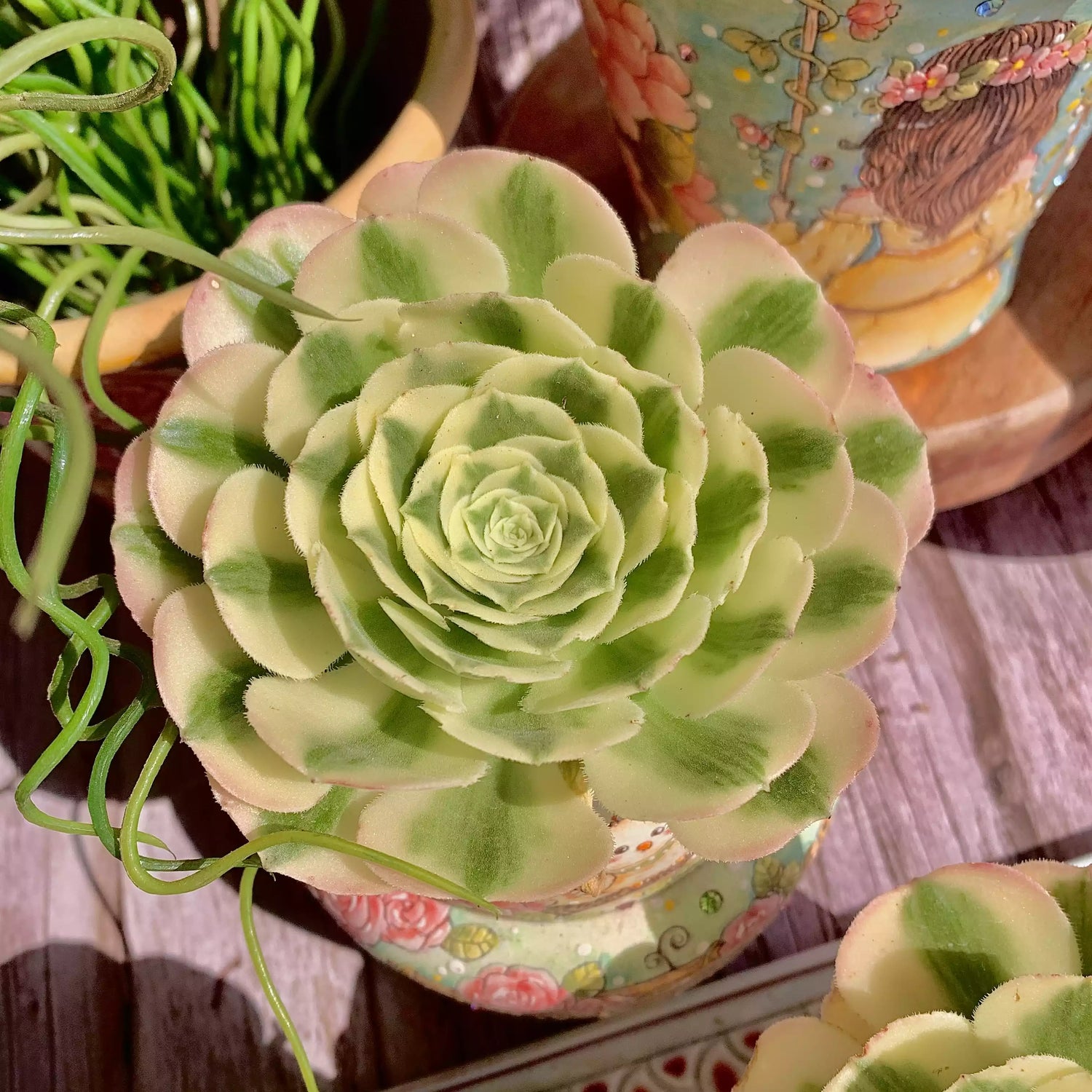 Aeonium 'MAIBAHE'