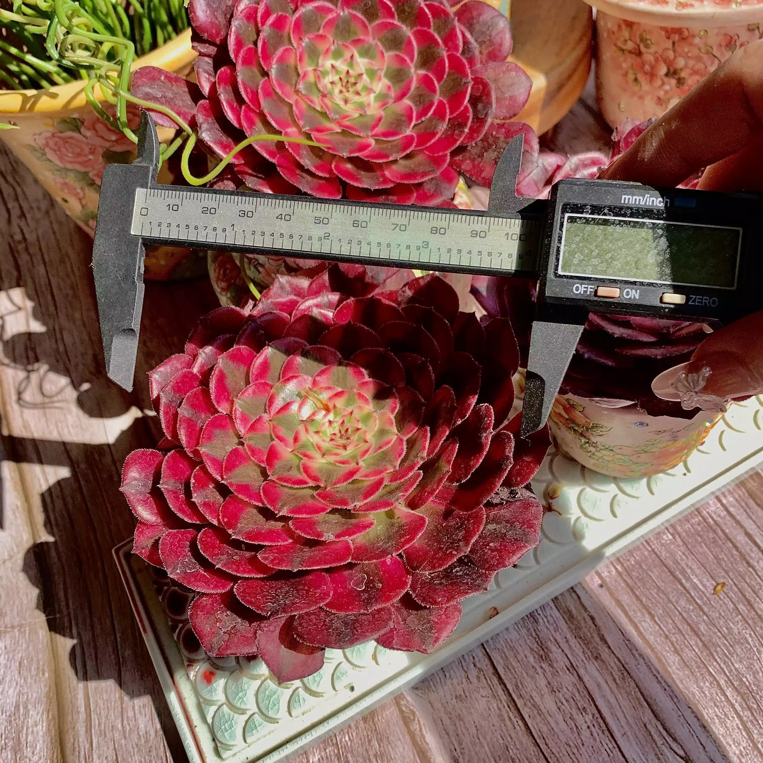 Aeonium 'Red Copper Variegata'