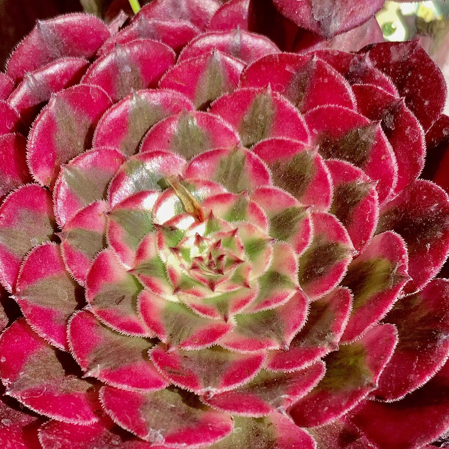 Aeonium 'Red Copper Variegata'