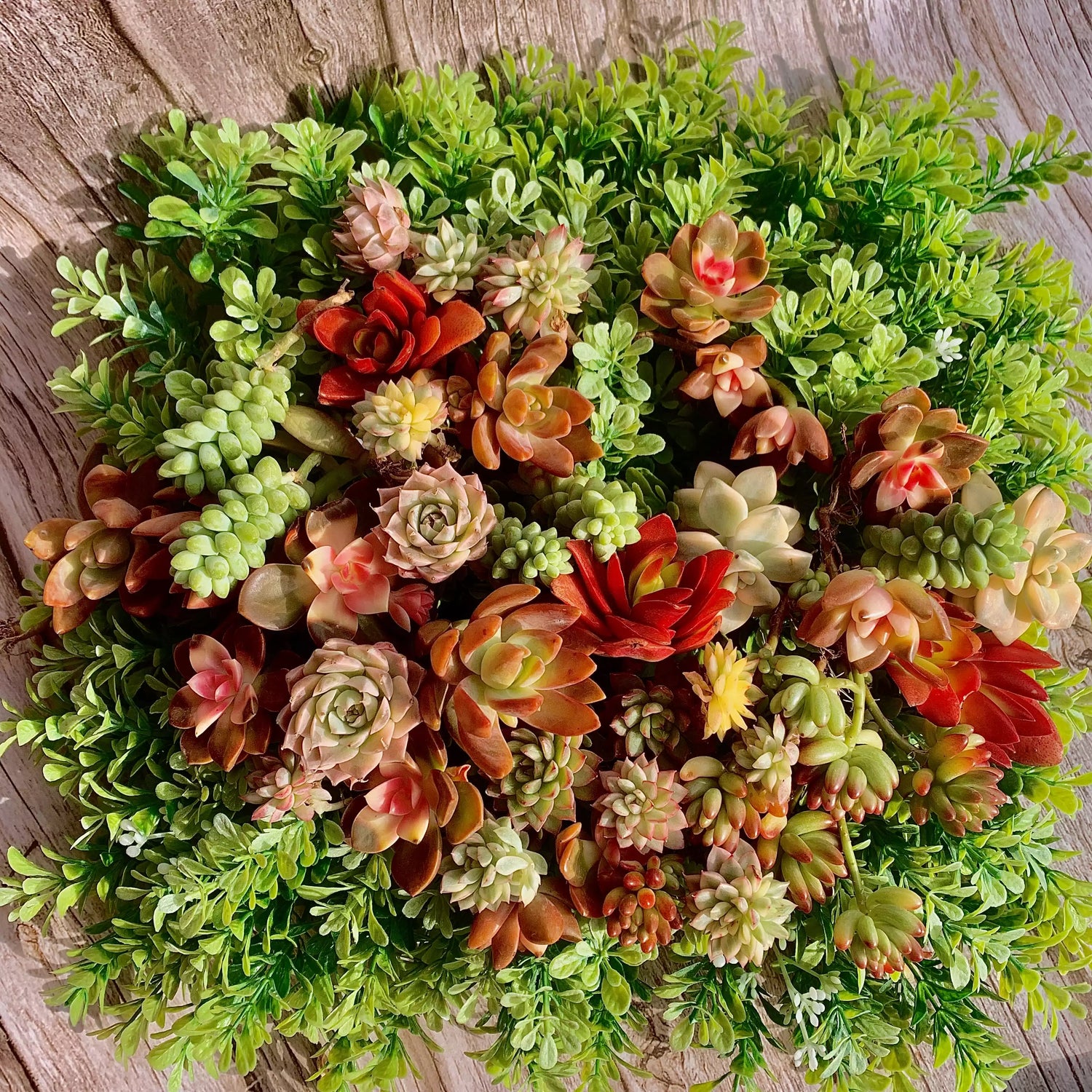 CUTTINGS/12 branches