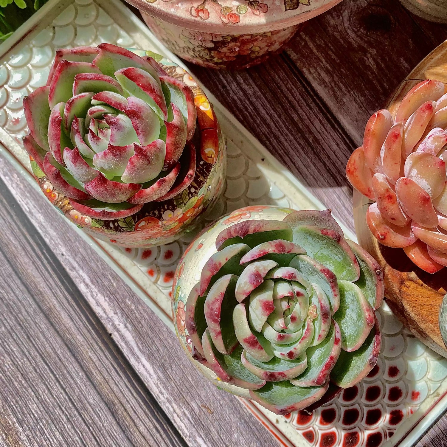 Echeveria Agavoides Casio