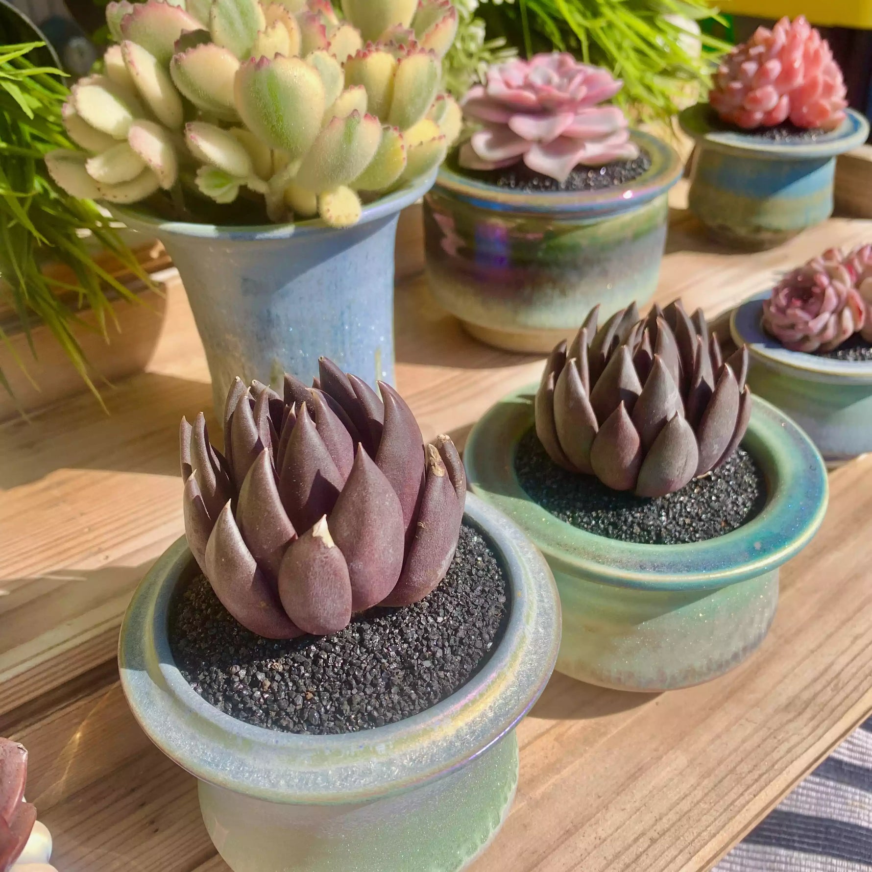 echeveria black knight succulent Echeveria Black Knight