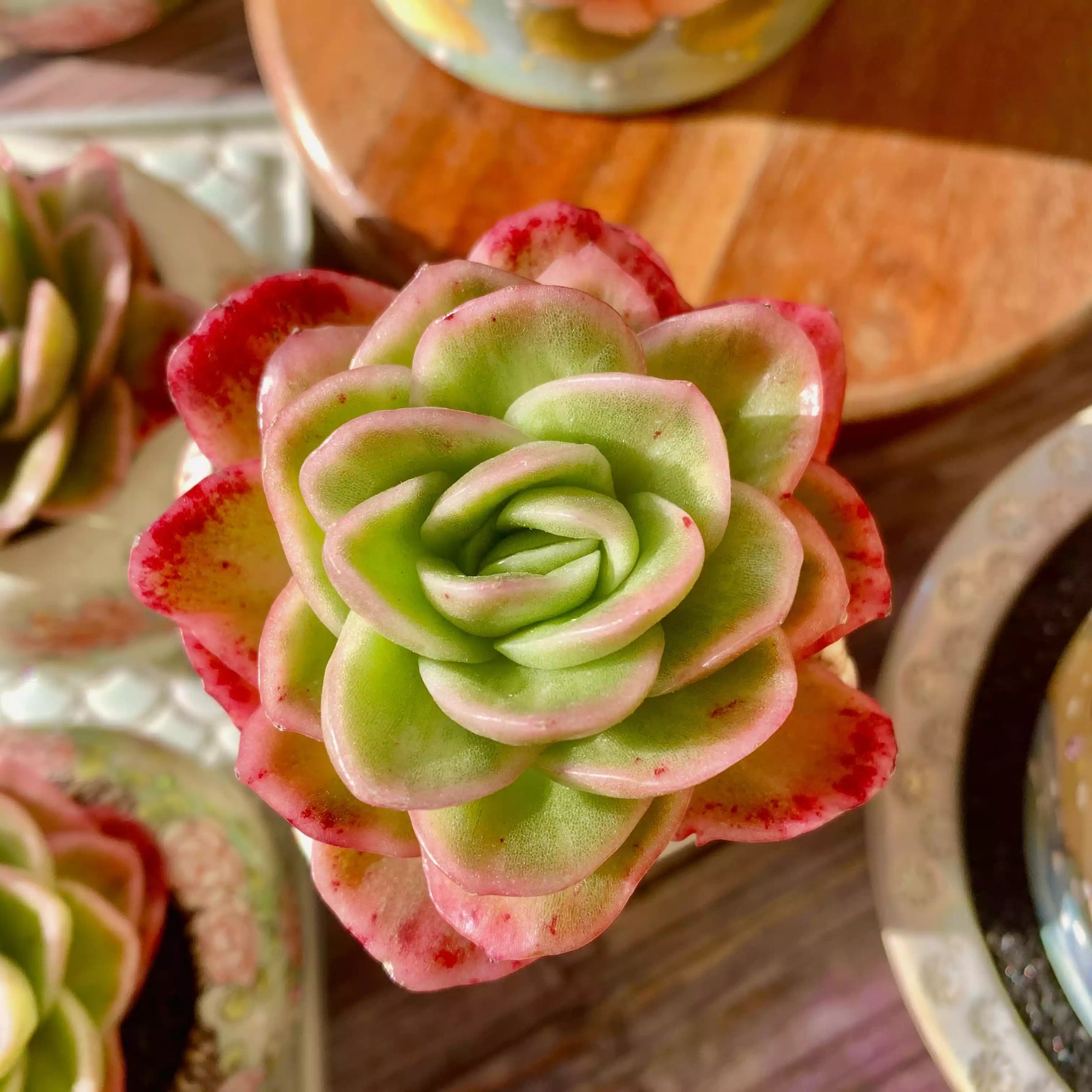variegated ice plant succulent Echeveria Ice Rose Variegated – The One Bloom