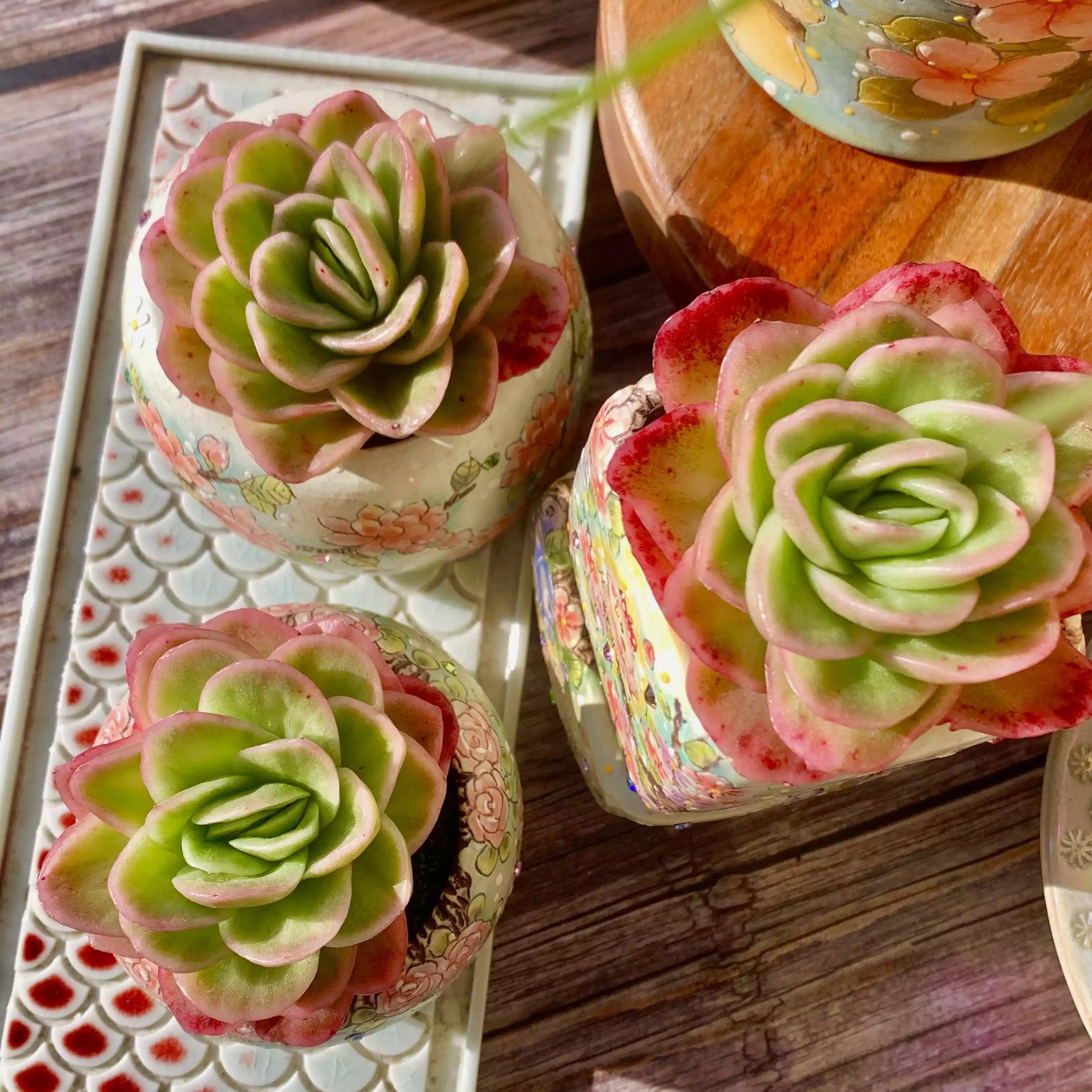 ice rose succulent Echeveria Ice Rose Variegated