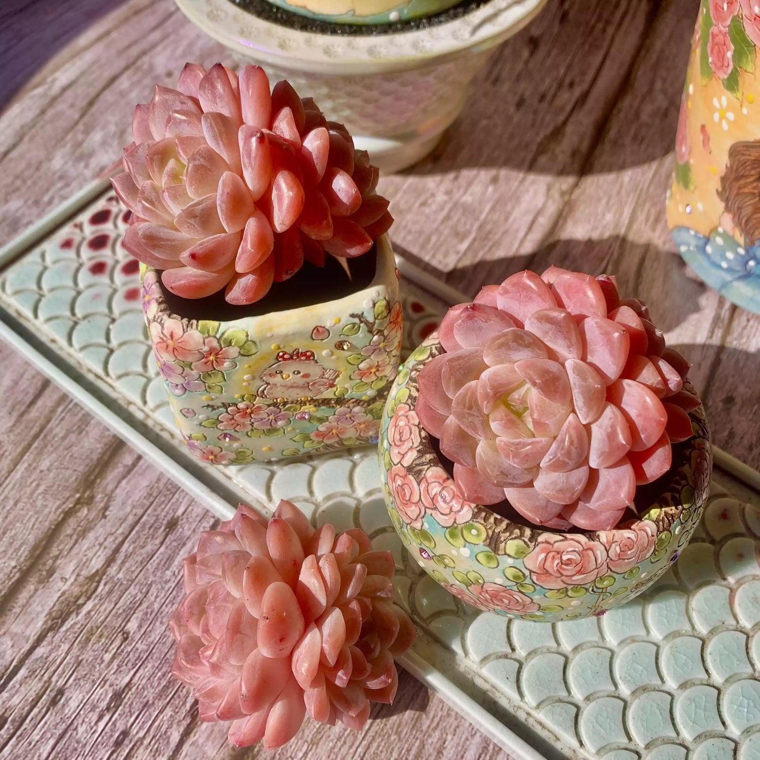 Echeveria Red Diamond
