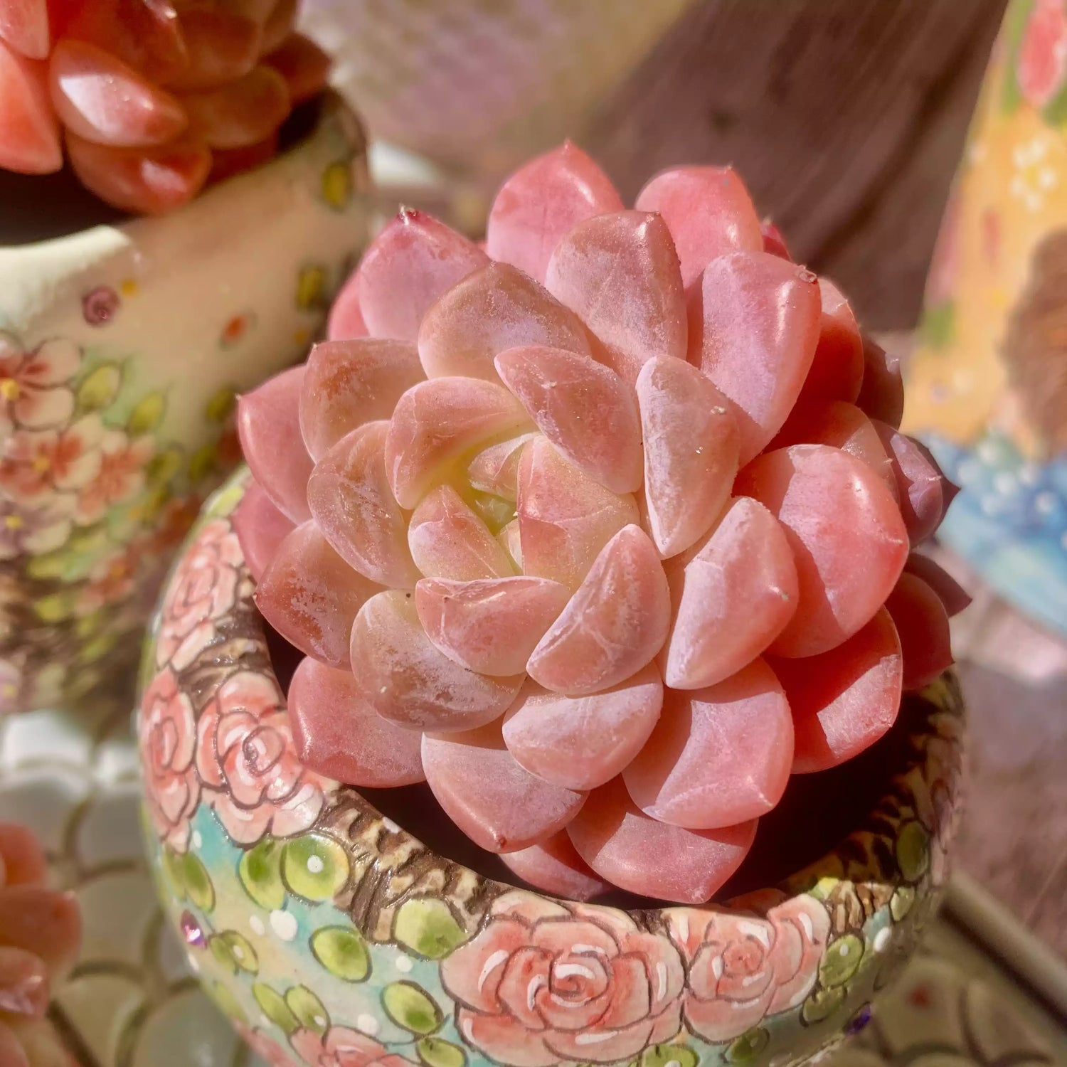 Echeveria Red Diamond