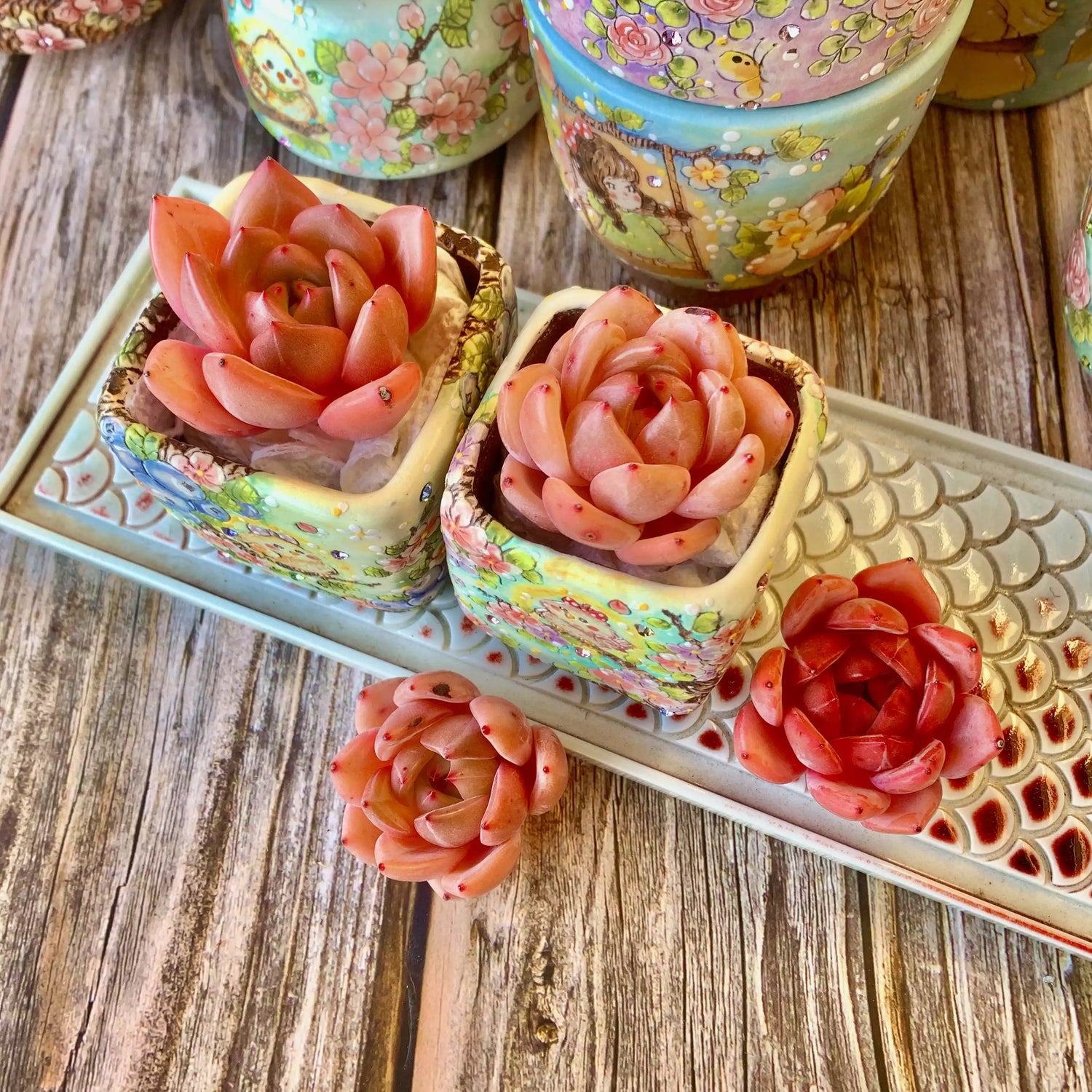 Echeveria Red Wine Champagne