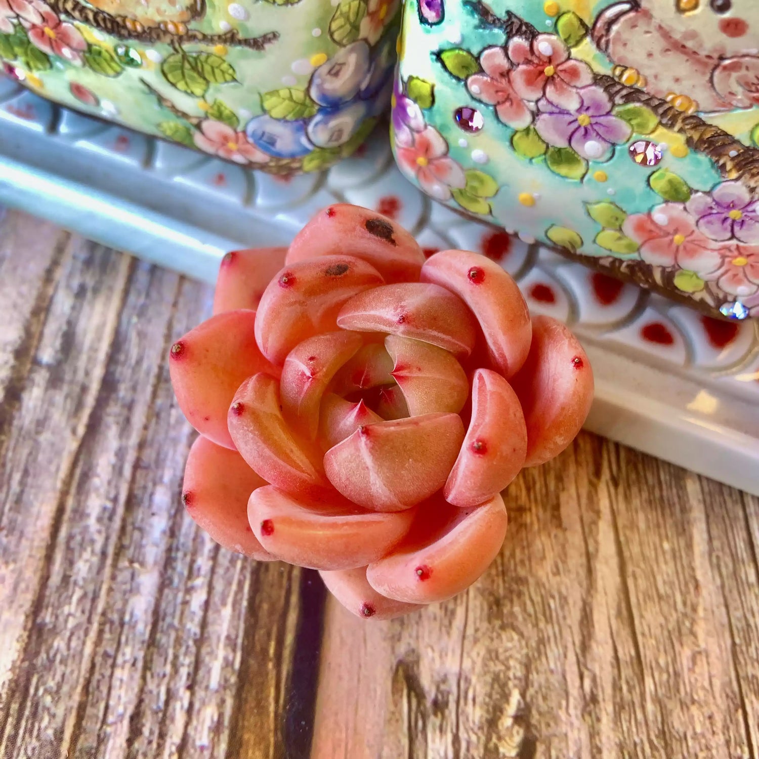 Echeveria Red Wine Champagne