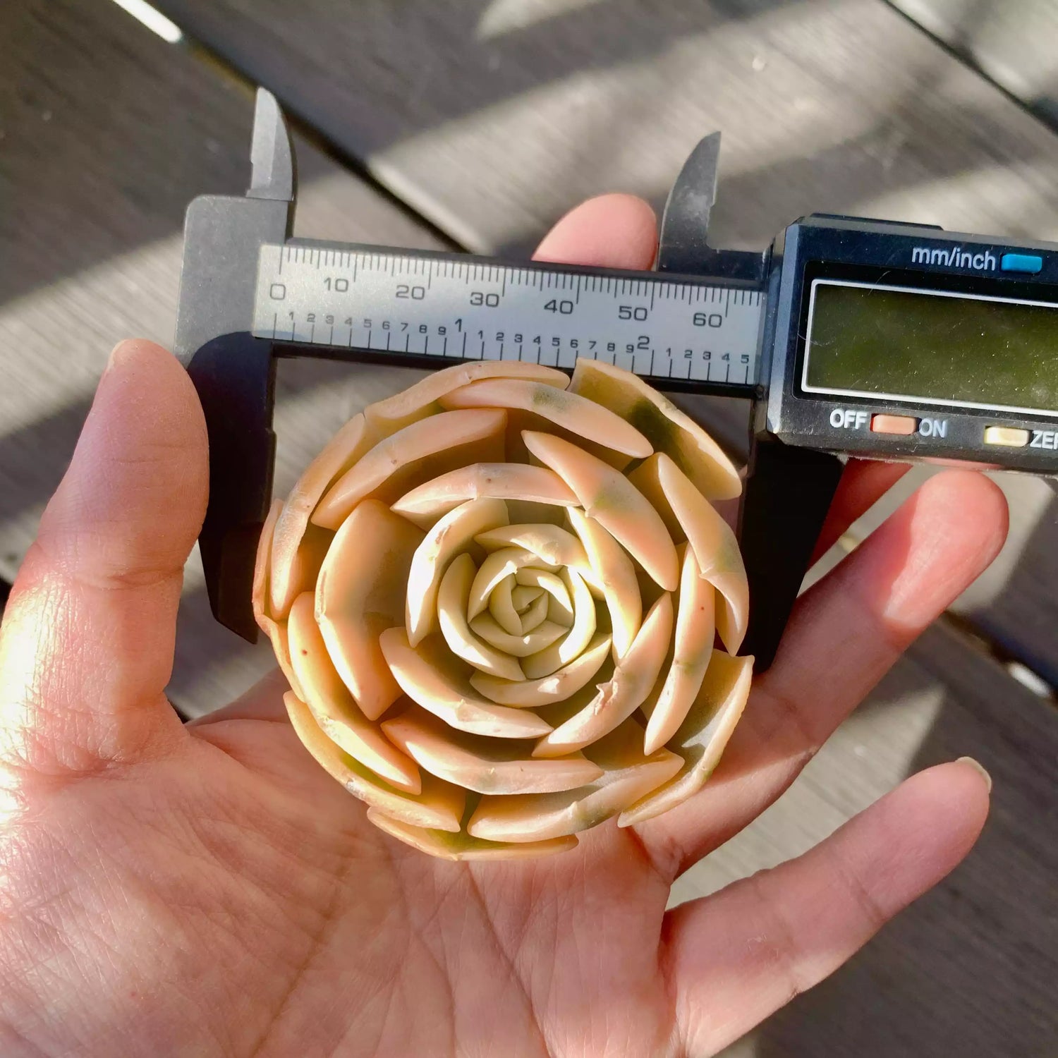 Echeveria Runyonii Variegated