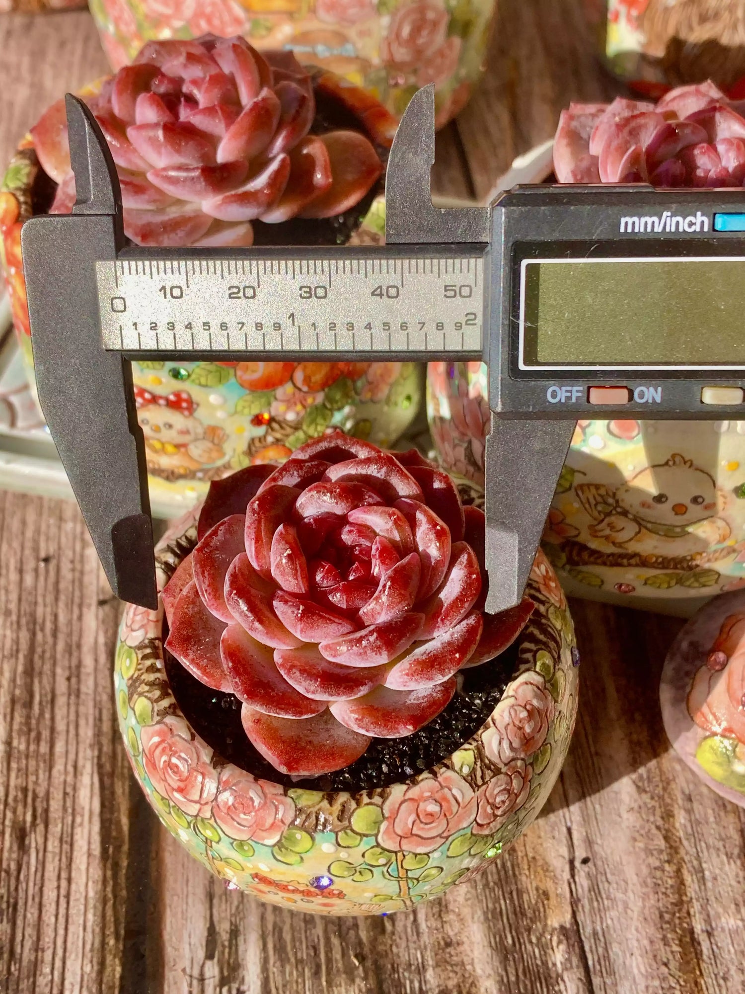 Echeveria Snow Lotus