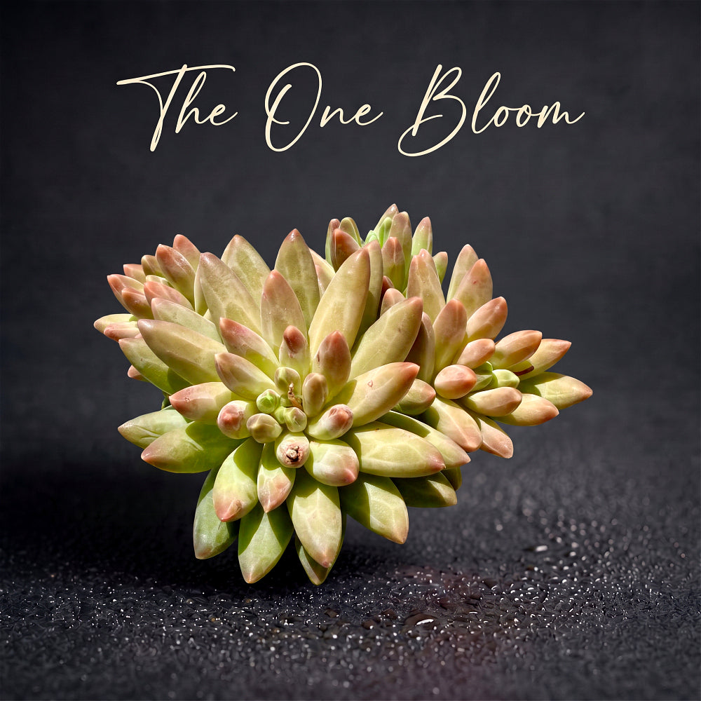 Echeveria 'Icarus' Cluster 3"-3.5" Diameter