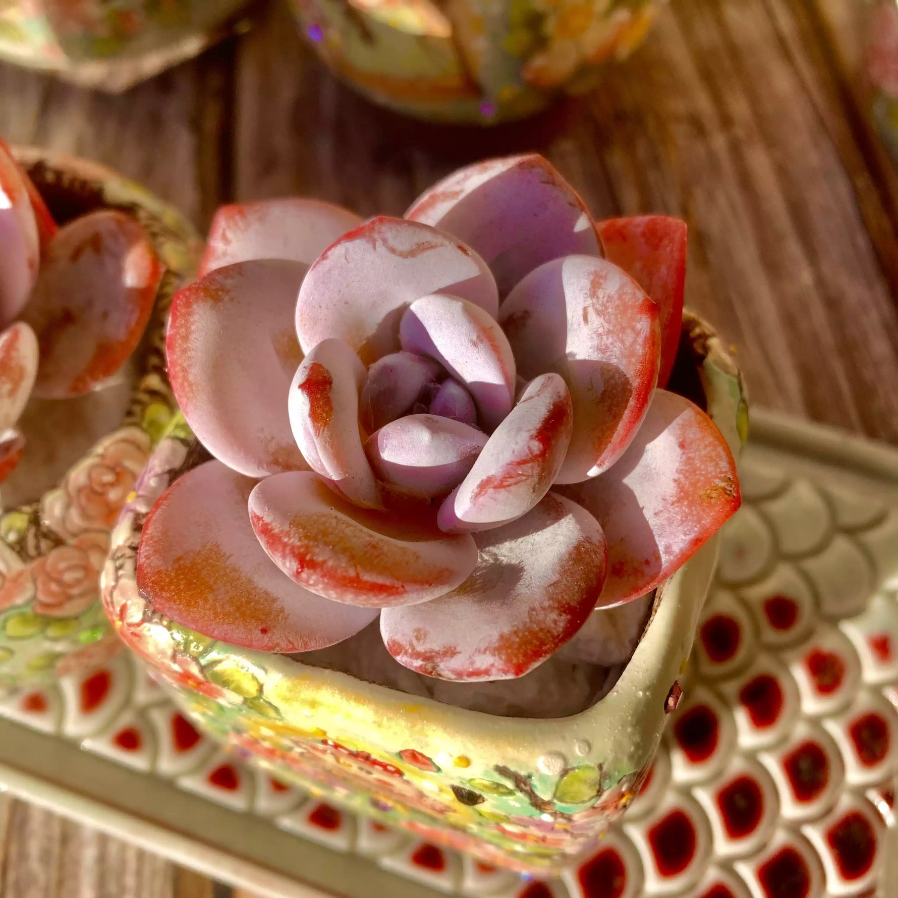succulent echeveria laui Echeveria laui – The One Bloom