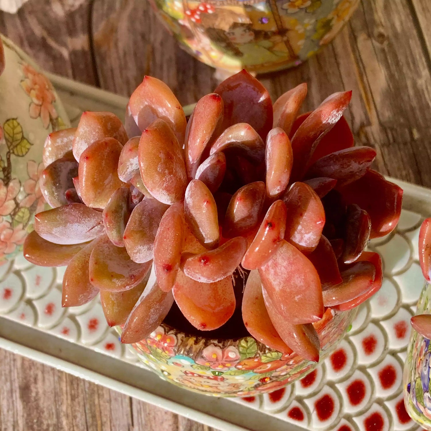 Echeveria Orange Monroe