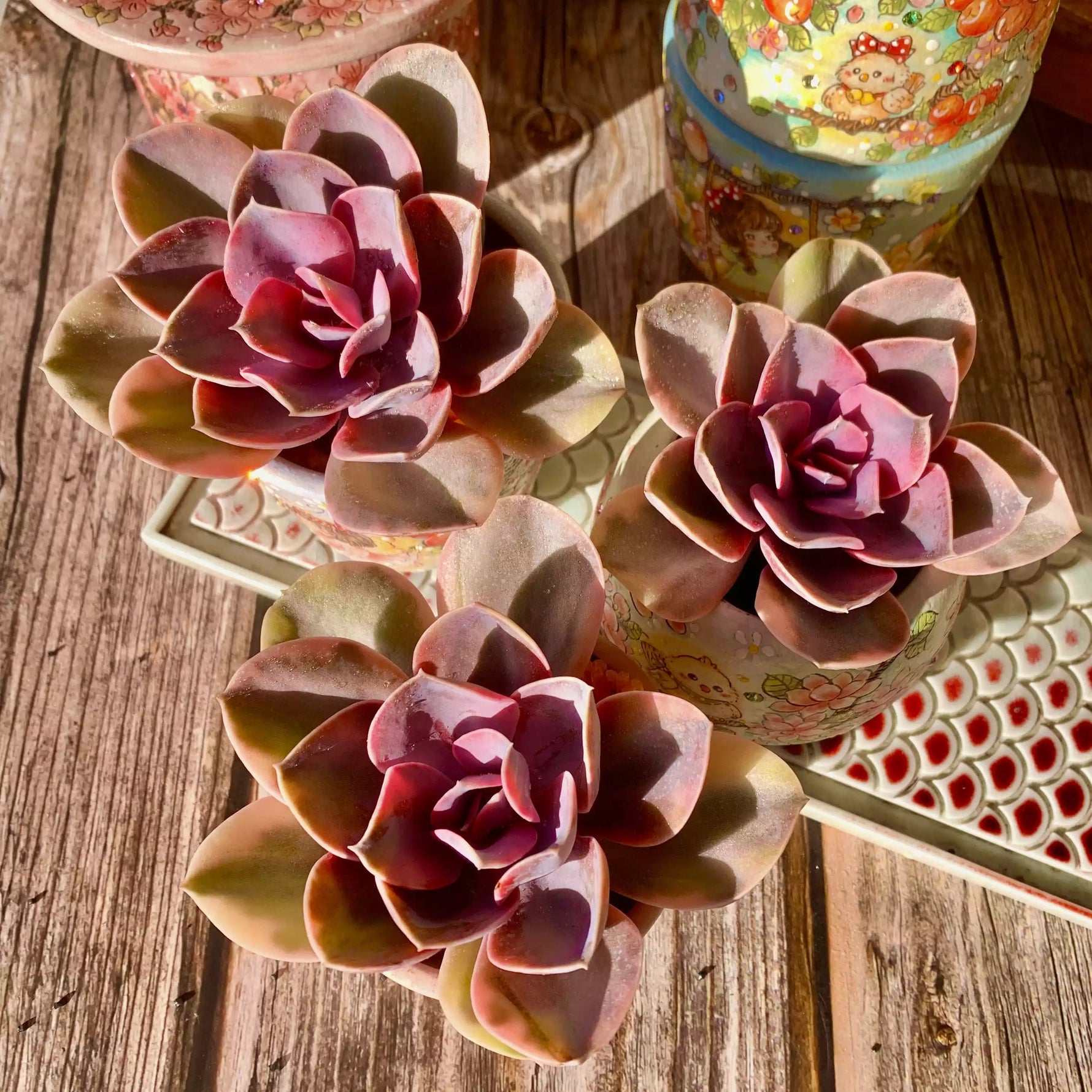 rainbow succulent plant Echeveria 'Rainbow' – The One Bloom