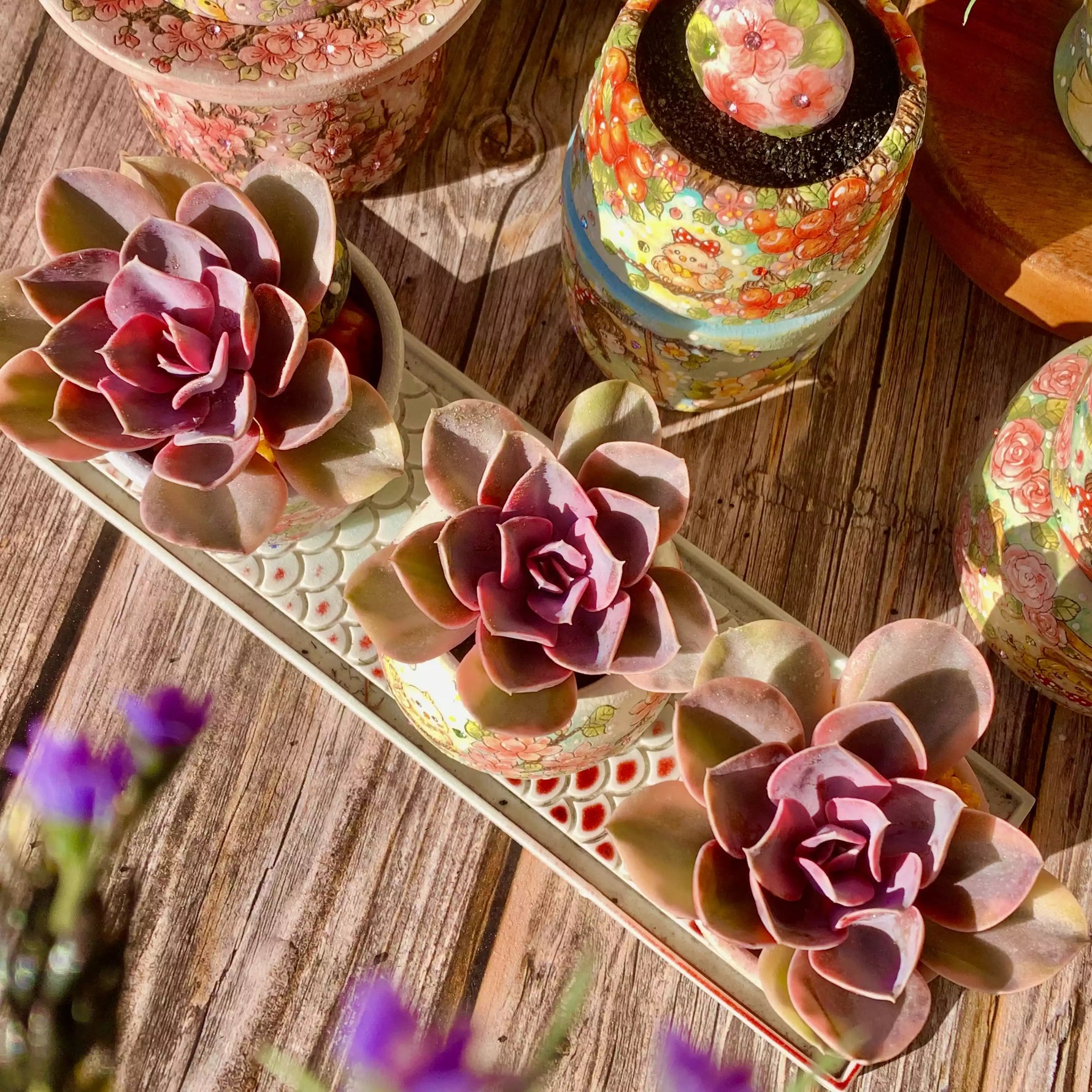 rainbow echeveria succulent Echeveria 'Rainbow' – The One Bloom