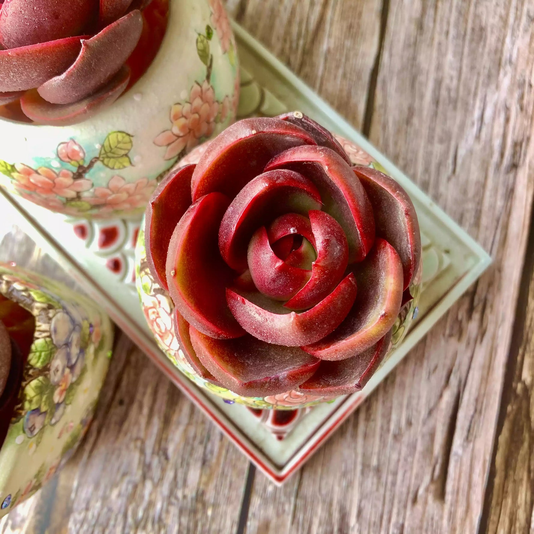 lantern succulent Echeveria Red Lantern – The One Bloom