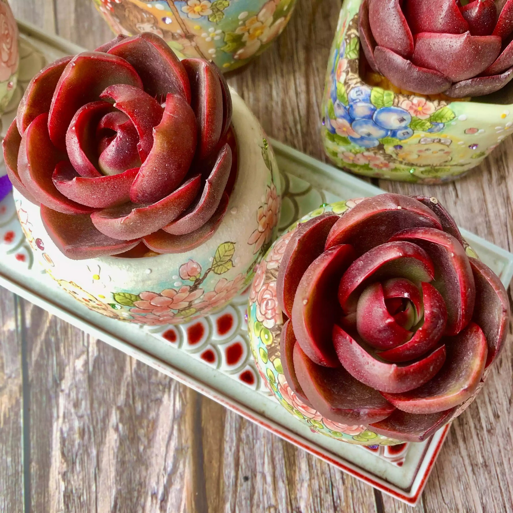red lantern succulent Echeveria Red Lantern