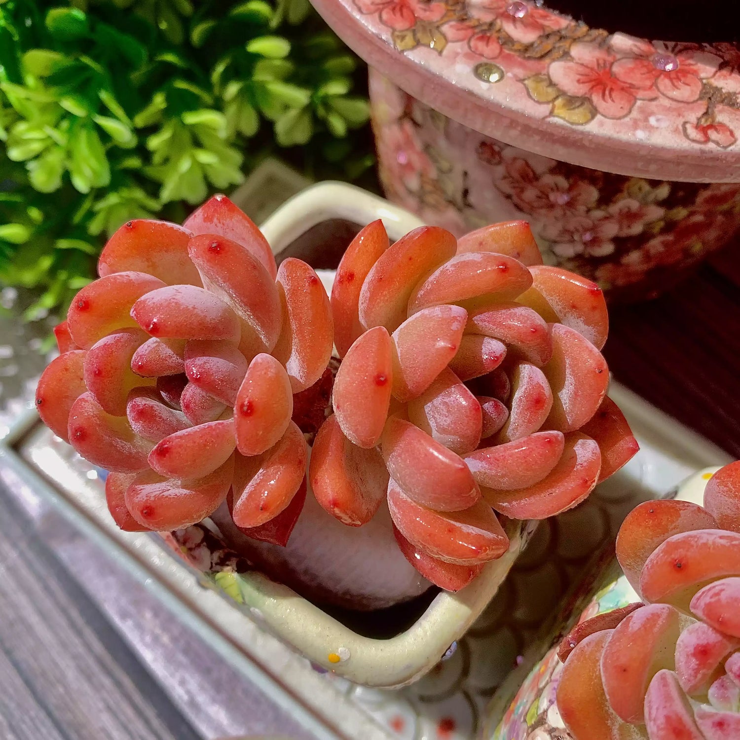 Echeveria Star Mark