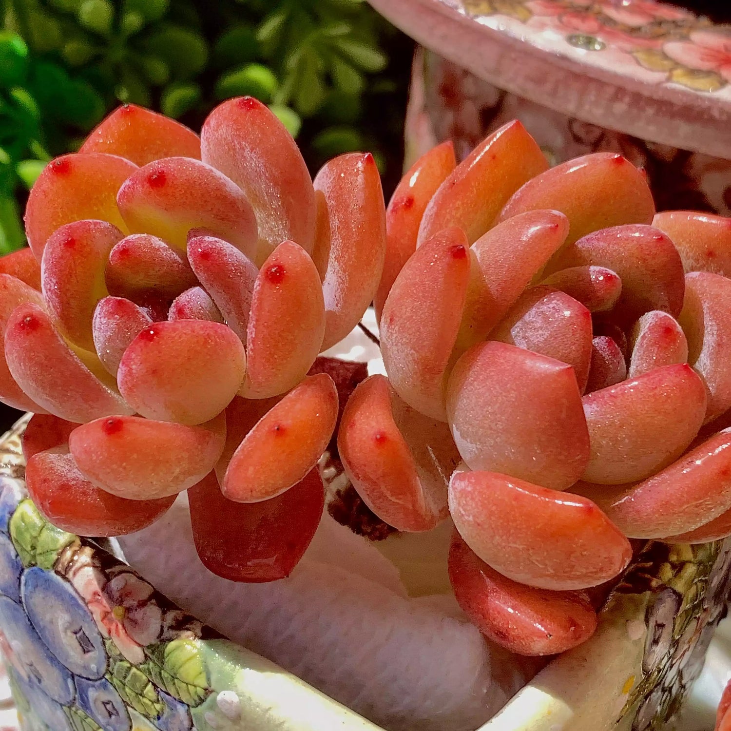 Echeveria Star Mark