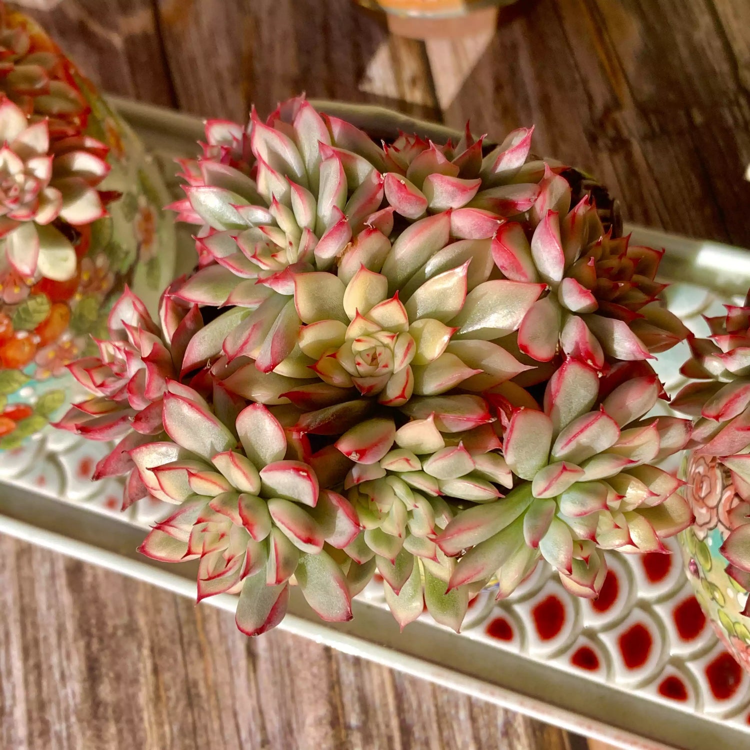Echeveria Mebina Variegata
