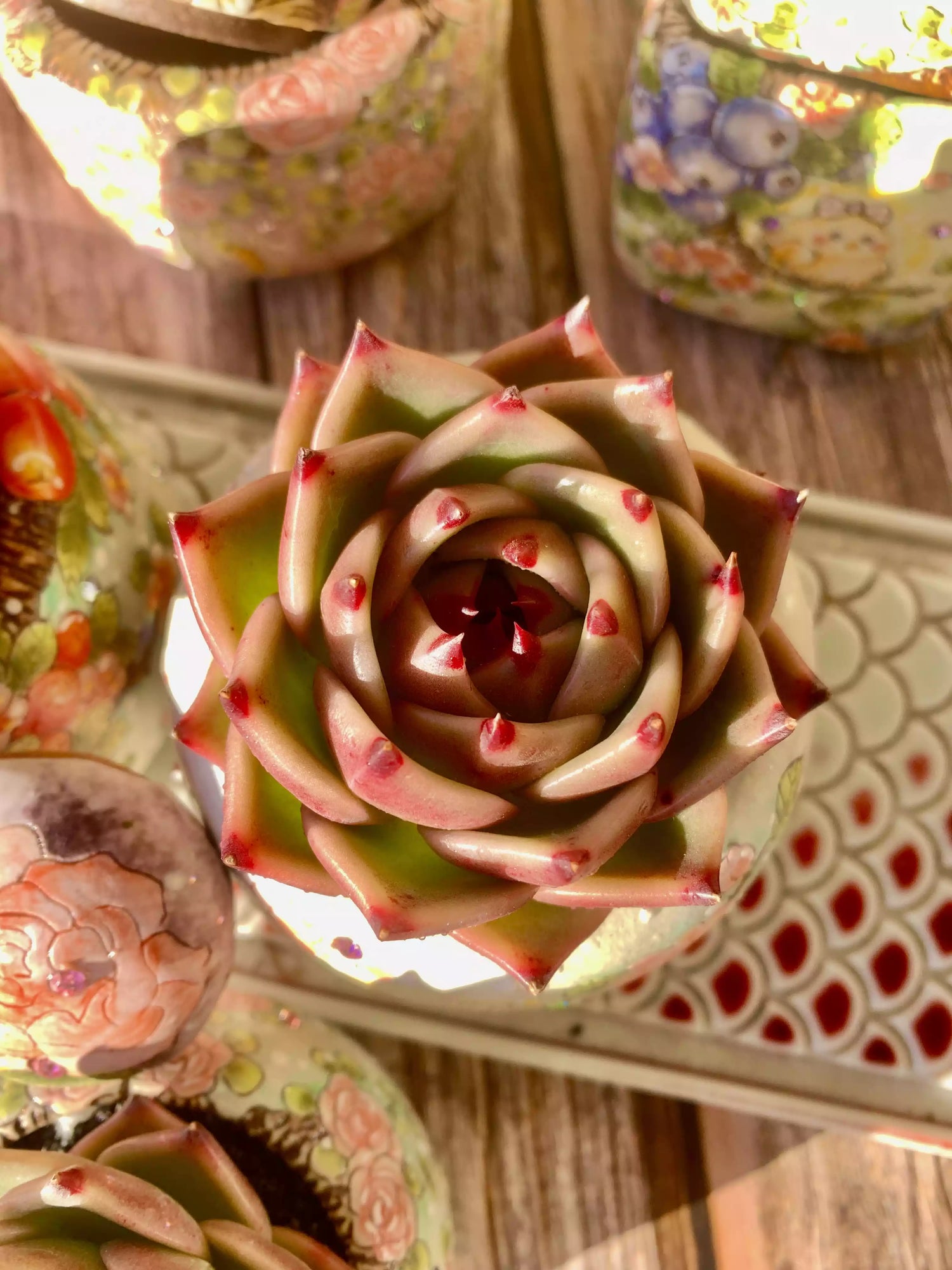 Echeveria blue dragon