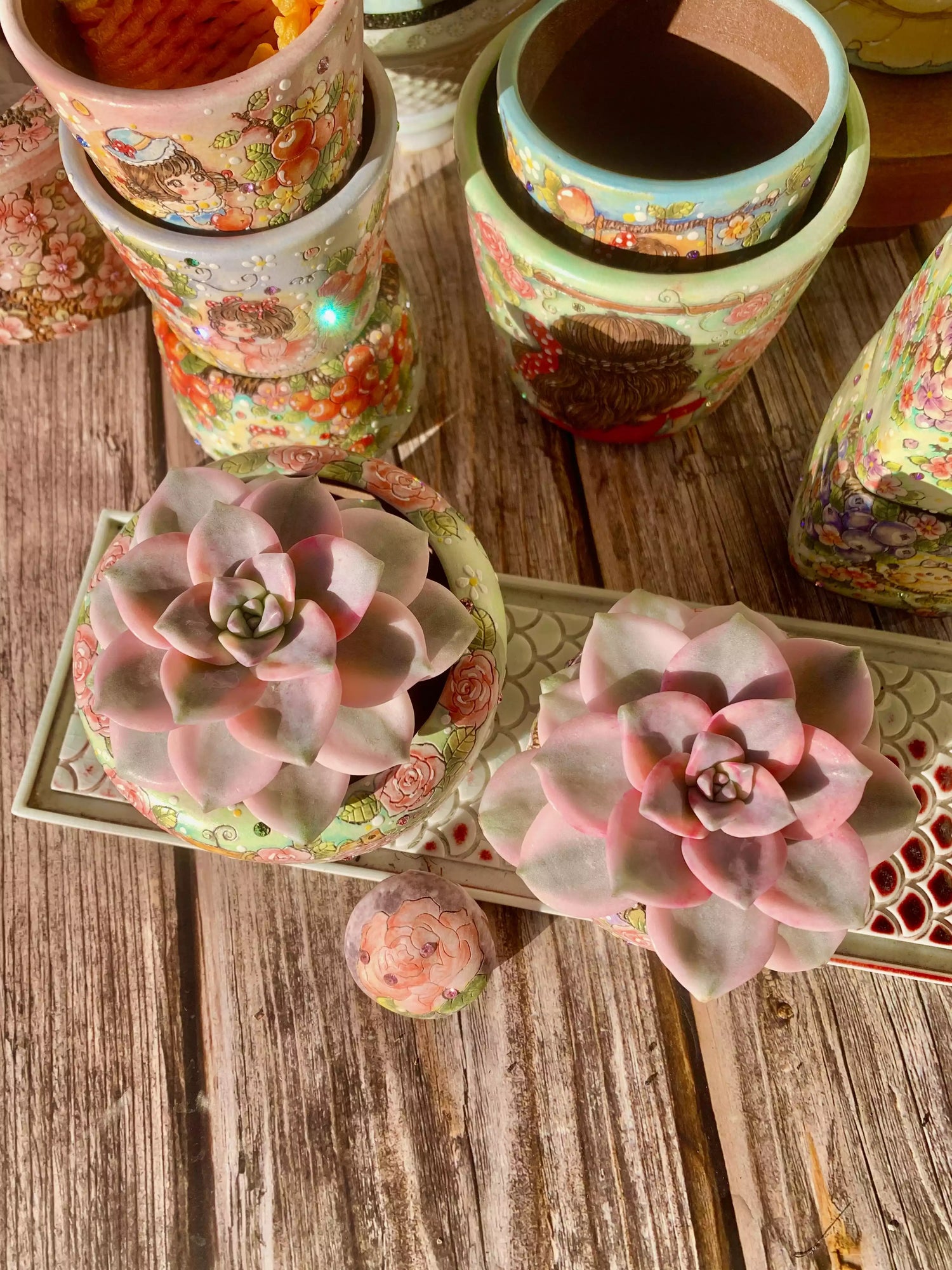 Graptopetalum Snow White Variegated